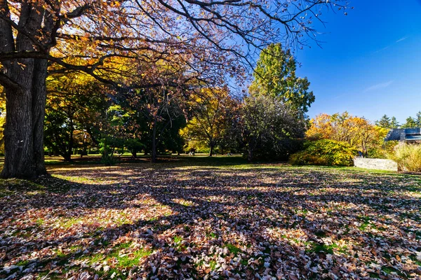 Het Park Komt Tot Leven Met Gevallen Bladeren Grote Kleuren — Stockfoto