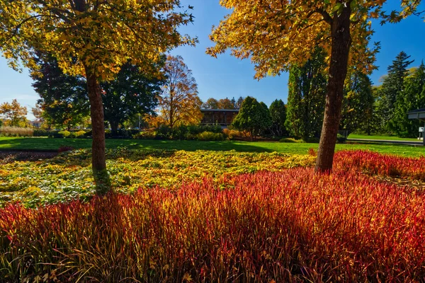 Ferns Look Plants Fire Niagara Falls Canada — Stock Photo, Image