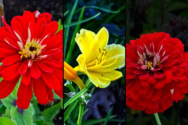 Flores Desde Hilcrest Park Thunder Bay Canadá — Foto de Stock