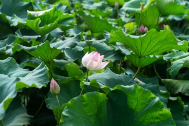 Havuzda bir güzel pembe nilüfer veya lotus çiçeği