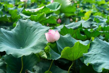 Havuzda bir güzel pembe nilüfer veya lotus çiçeği
