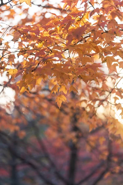 Folha Bordo Vermelho Outono Pôr Sol Árvore Desfocado Fundo — Fotografia de Stock