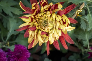 Bir buket kasımpatı. Çok renkli bir buket çiçek..