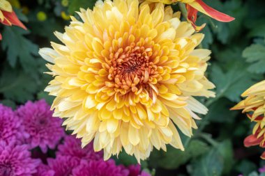 Bir buket kasımpatı. Çok renkli bir buket çiçek..