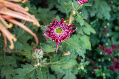 Bir buket kasımpatı. Çok renkli bir buket çiçek..