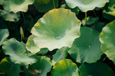 Nilüfer yaprakları gölette büyüyor.