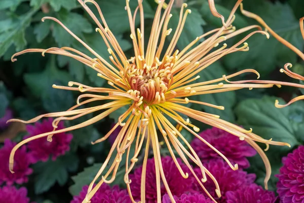 stock image A bouquet of chrysanthemums. Multi-colored bouquet of flowers.