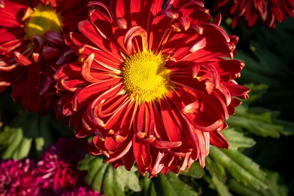 Mazzo Crisantemi Bouquet Multicolore Fiori — Foto Stock