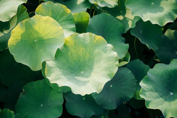 Lotusblätter Wachsen Teich — Stockfoto
