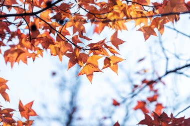 akçaağaç sonbahar günbatımı ağaç yaprak kırmızı arka plan bulanık