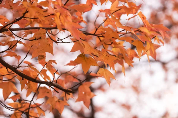 Esdoorn Blad Rode Herfst Zonsondergang Achtergrond Wazig — Stockfoto