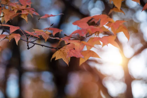 Кленовий Лист Червоного Осіннього Дерева Заходу Сонця Розмитий Фон — стокове фото