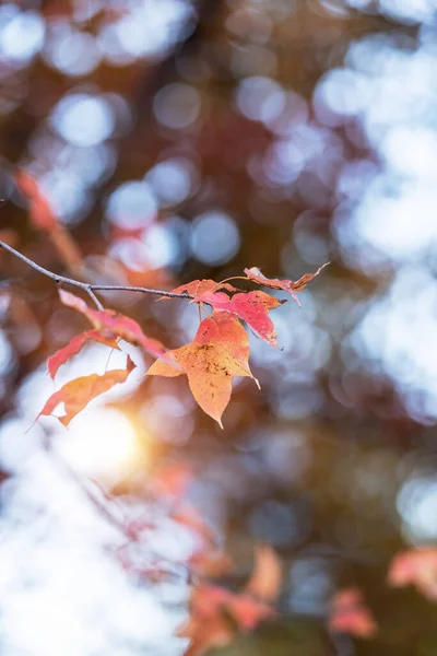 Klon Czerwony Liść Jesieni Drzewa Zachód Rozmazane Tło — Zdjęcie stockowe