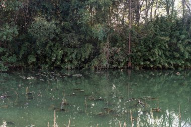 Parktaki göletin çevresi yemyeşil