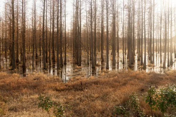 Abgestorbene Bäume Spiegeln Sich Sumpfwasser lizenzfreie Stockfotos