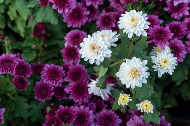 Bir buket kasımpatı. Çok renkli bir buket çiçek..