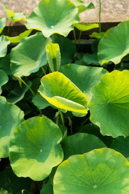 Nilüfer yaprakları gölette büyüyor.