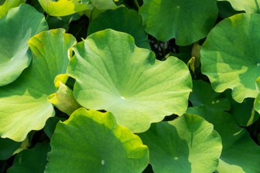 Nilüfer yaprakları gölette büyüyor.