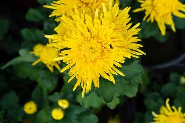Kytice Chryzantémů Mnohobarevná Kytice Květin — Stock fotografie
