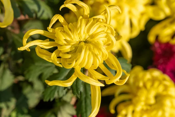 Mazzo Crisantemi Bouquet Multicolore Fiori — Foto Stock