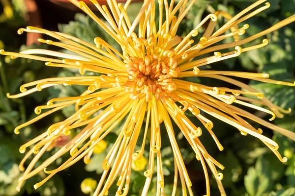 Букет Хризантем Різнокольоровий Букет Квітів — стокове фото
