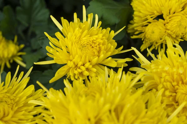 Ein Strauß Chrysanthemen Vielfarbiger Blumenstrauß lizenzfreie Stockbilder