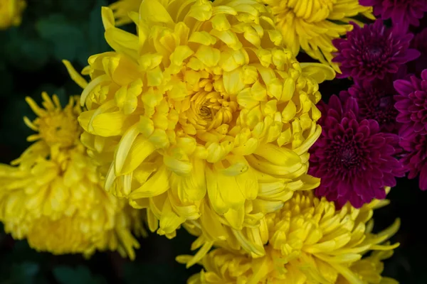 一束菊花的花束 多彩的花束 图库照片