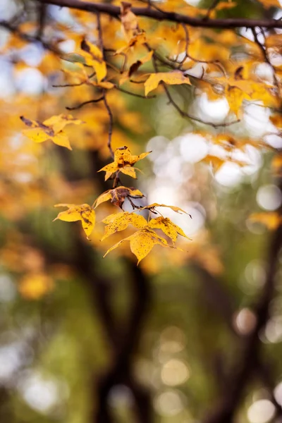 槭叶红色秋天夕阳树模糊背景 免版税图库图片