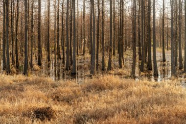 Bataklık suyuna yansıyan ölü ağaçlar