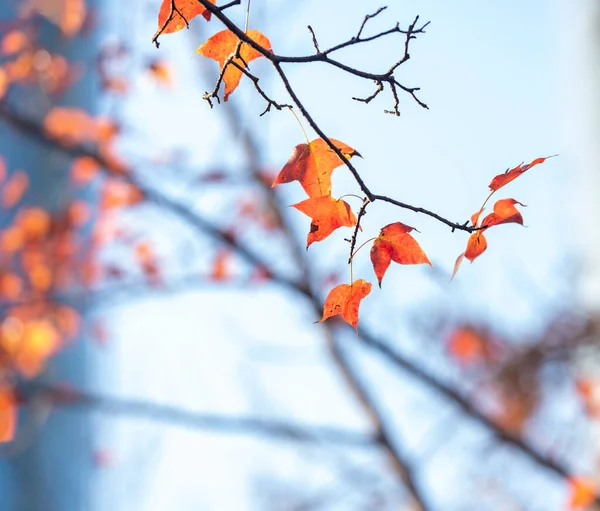 Кленовий Лист Червоного Осіннього Дерева Заходу Сонця Розмитий Фон — стокове фото