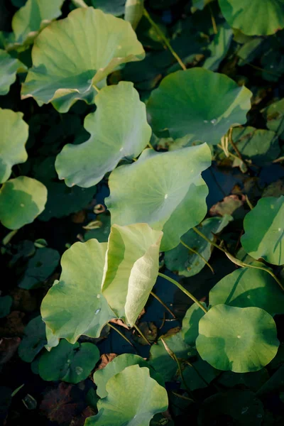 Lotus Leaves Growing Pond — Stock Photo, Image