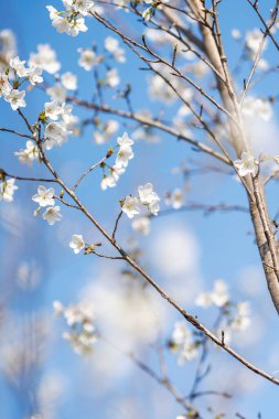 Armutlar Rosaceae 'dir ve baharda zarif ve güzel çiçekler açar..