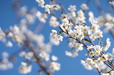 Armutlar Rosaceae 'dir ve baharda zarif ve güzel çiçekler açar..