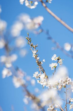 Armutlar Rosaceae 'dir ve baharda zarif ve güzel çiçekler açar..