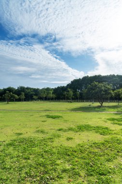 Yeşil şehir parkının güzel manzarası