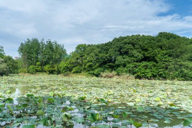 Nilüfer yaprakları gölette büyüyor.