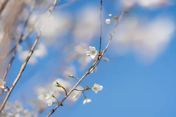 stock image Pears are Rosaceae and bloom elegant and beautiful flowers in spring.