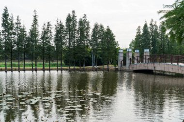 Parktaki göletin çevresi yemyeşil