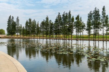 Parktaki göletin çevresi yemyeşil