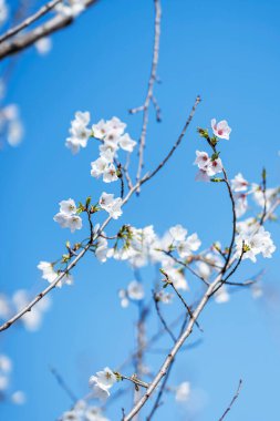Armutlar Rosaceae 'dir ve baharda zarif ve güzel çiçekler açar..
