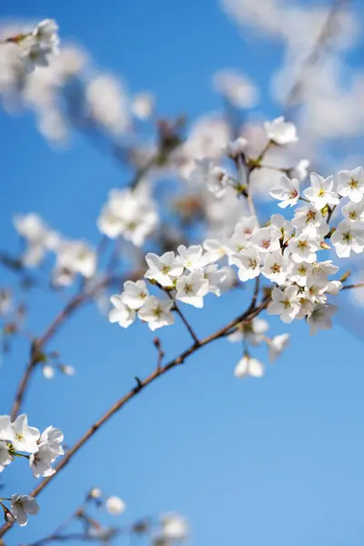 stock image Pears are Rosaceae and bloom elegant and beautiful flowers in spring.