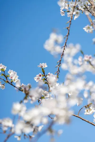 stock image Pears are Rosaceae and bloom elegant and beautiful flowers in spring.