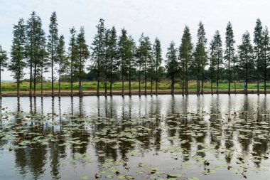 Parktaki göletin çevresi yemyeşil