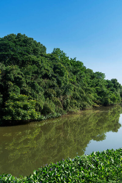 Пышные зеленее вокруг пруда в парке