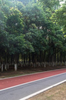 Yeni patika ve güzel ağaçlar parkta koşmak, yürümek ve bisiklete binmek için iz sürüyor. 