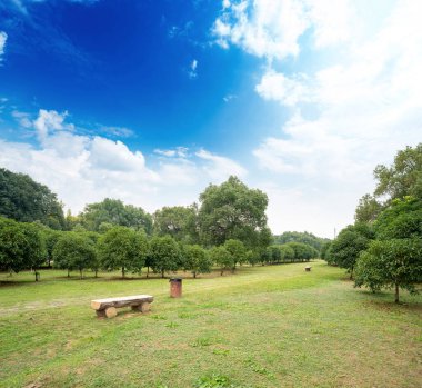 Yeşil şehir parkının güzel manzarası