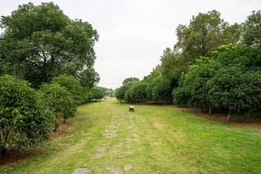 Yeşil şehir parkının güzel manzarası