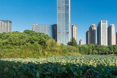 Şangay 'da modern bina geçmişi olan şehir parkı.