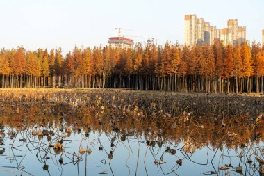 Sonbahar mevsiminde güzel renkli orman manzarası