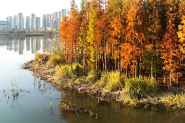 Sonbahar mevsiminde güzel renkli orman manzarası